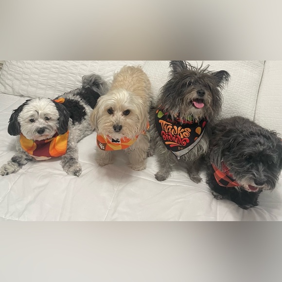 Meet your Posher, Sheila - Picture 2 of 4